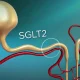 Inhibiteurs de SGLT2 et agonistes du récepteur du GLP1 - comparaison des effets cardiovasculaires et rénaux chez les sujets d’origine caucasienne ou asiatique
